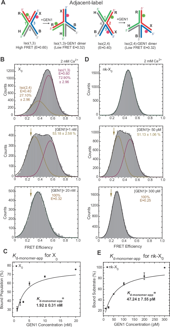 figure-results-3 Adjacent-label FRET analysis, diagrams, graphs; GEN1 binding effects, Ca²⁺ impact on DNA structures.