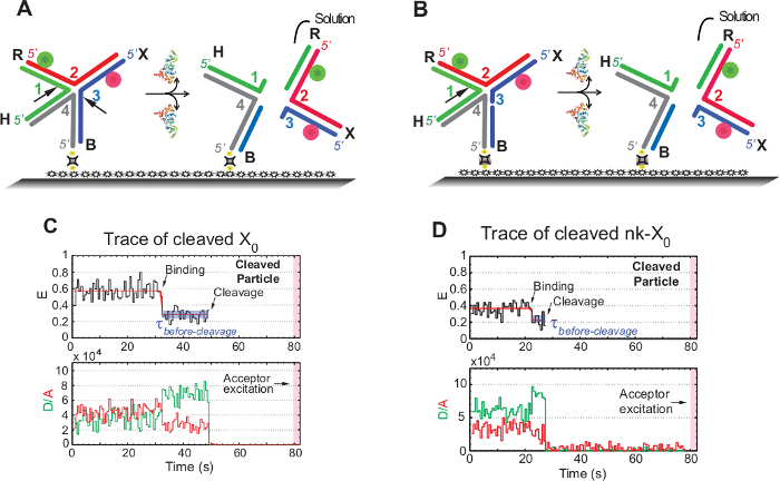 figure-results-5 DNA cleavage process diagram with fluorescence data graphs; shows molecular changes and excitation analysis.