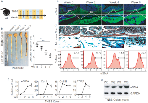 figure-results-1 Colitis model: TNBS colon progression; histology, αSMA levels, protein expression analysis, microscopy.