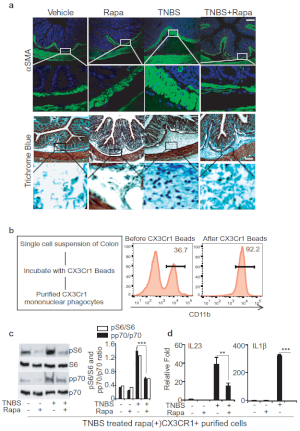 figure-results-3 Colonic inflammation study; immunohistochemistry, flow cytometry, Western blot analysis results.
