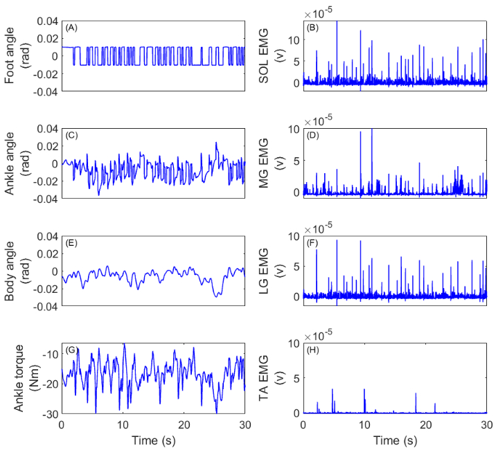 Biomechanics analysis; foot, ankle, body angles, ankle torque vs. EMG; graph; motor control study.