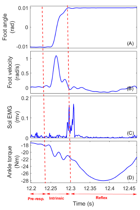 Gait analysis graphs showing foot angle, velocity, muscle EMG, ankle torque over time.