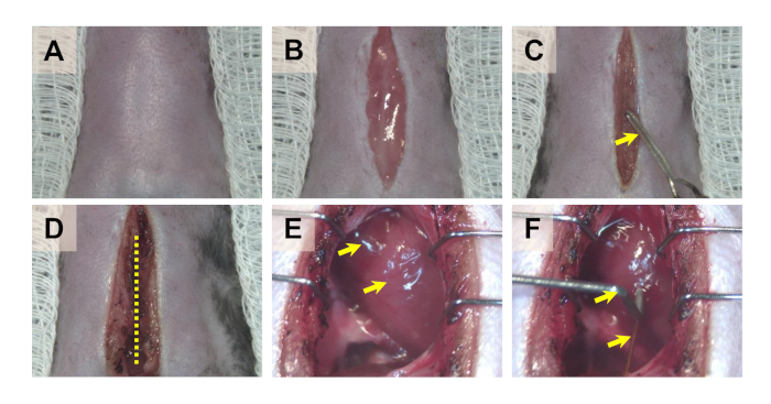 figure-results-2 Wound healing process; surgical sequence with incision, exposure, and suture techniques in experiment.