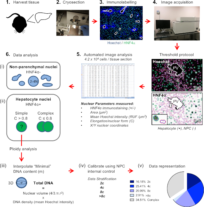 Tissue analysis flowchart: cryosection, immunolabeling (Hoechst/HNF4α), image analysis, ploidy.