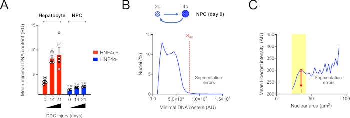 Hepatocyte DNA content and nuclear intensity analysis, bar chart and line graph with segmentation errors.
