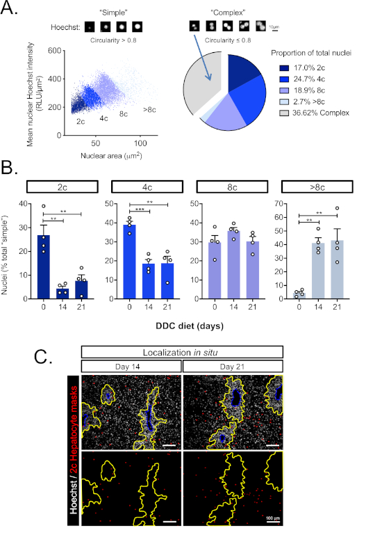 Cellular analysis: graphs, pie chart, and microscopy showing nuclear shape, intensity, and localization study.