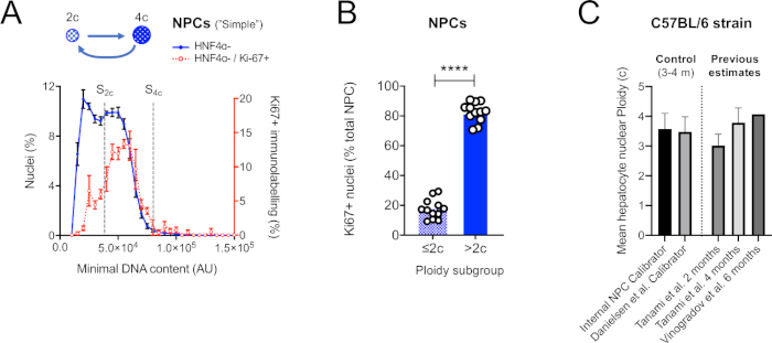 DNA content analysis; graph and bar chart on ploidy and Ki67+ nuclei in NPCs; cell cycle study.