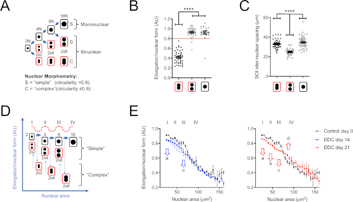 Nuclear morphology charts with elongation/area data; graph comparisons on circularity in binuclear cells.