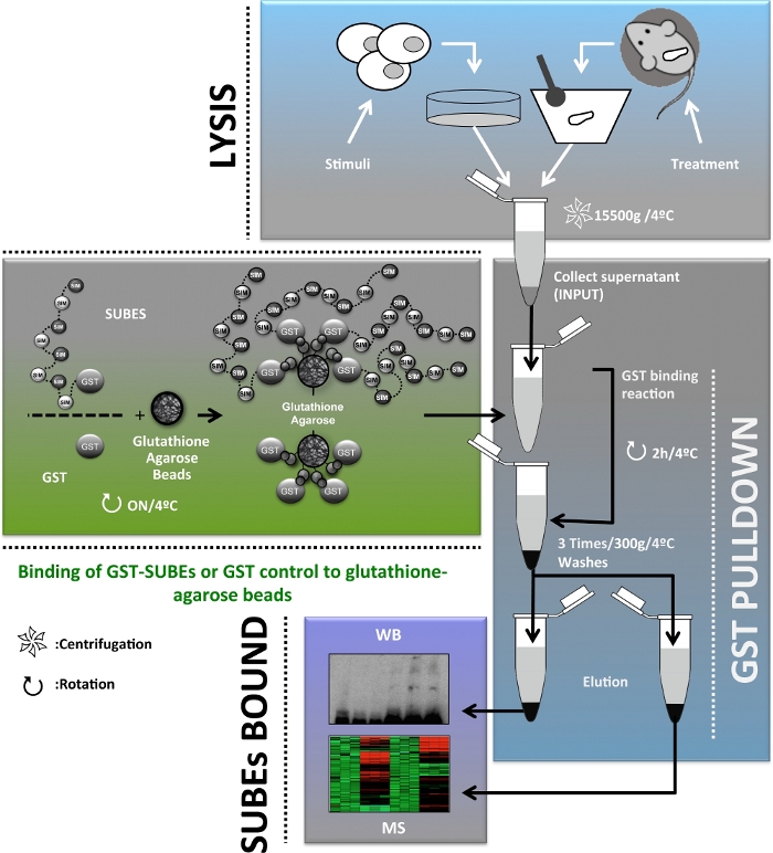 Static equilibrium process; GST pulldown method; diagram; protein-glutathione binding experiment.
