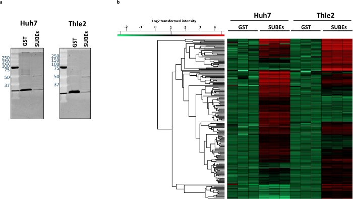 Western blot and heatmap analysis of protein expression in Huh7 and Thle2 cells.