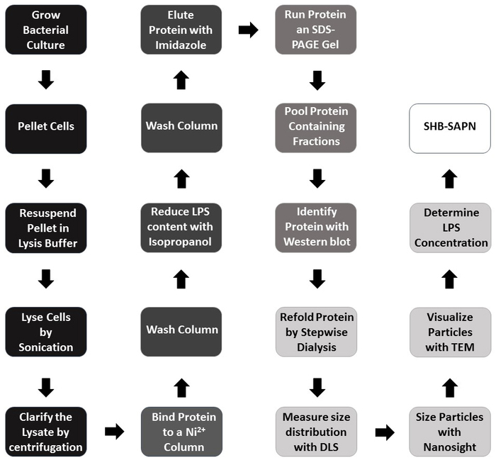figure-results-2 Bacterial protein purification flowchart; SDS-PAGE, Western Blot, dialysis, TEM, DLS analysis.