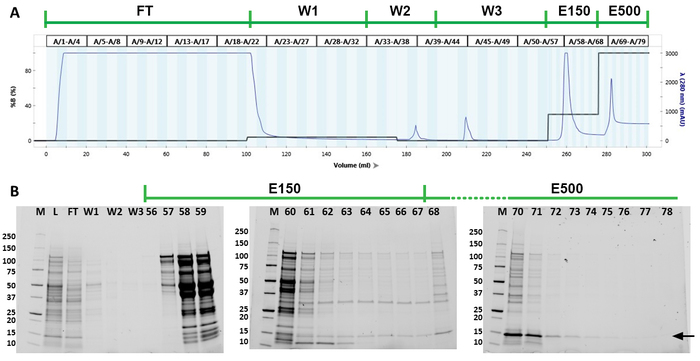 figure-results-3 Protein purification chromatography graph and electrophoresis results, method: E150 and E500.