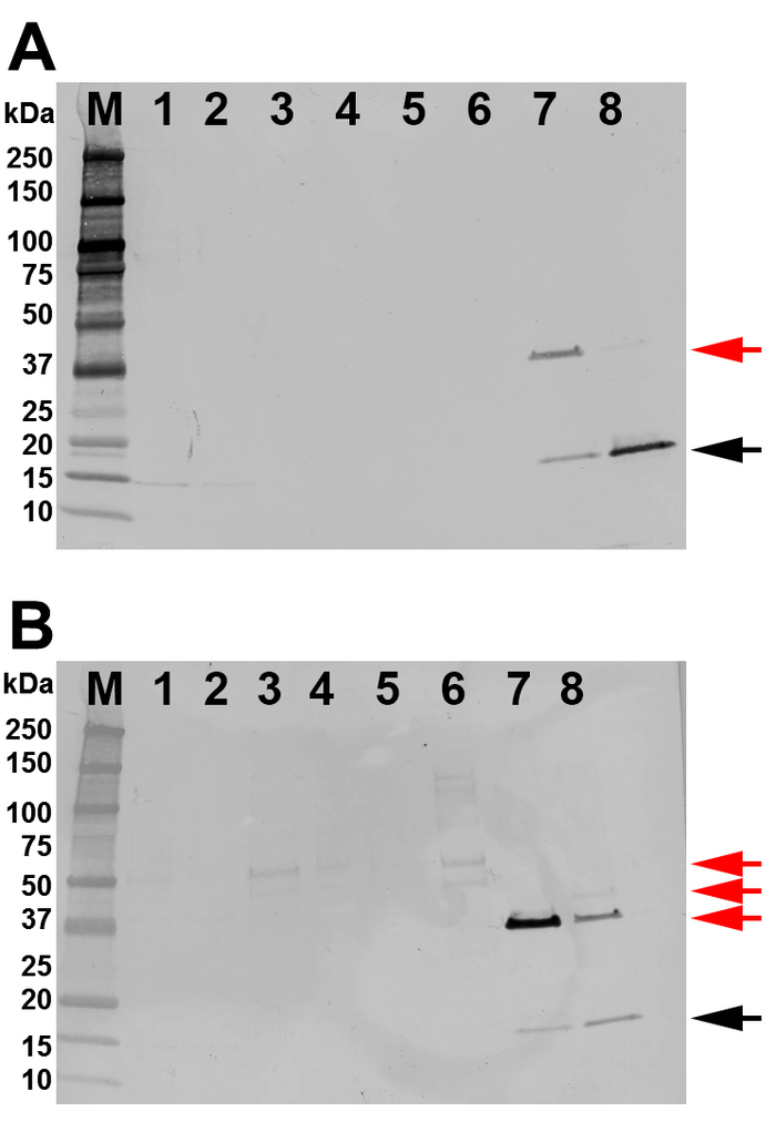 figure-results-4 SDS-PAGE gel electrophoresis, protein separation, bands marked by molecular weight in kDa, annotated.