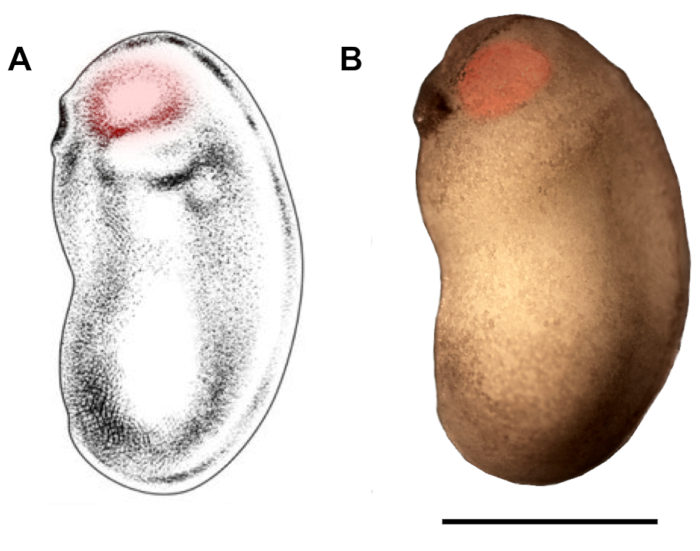 Kidney development: diagram and embryo image highlighting a specific region for biological study.