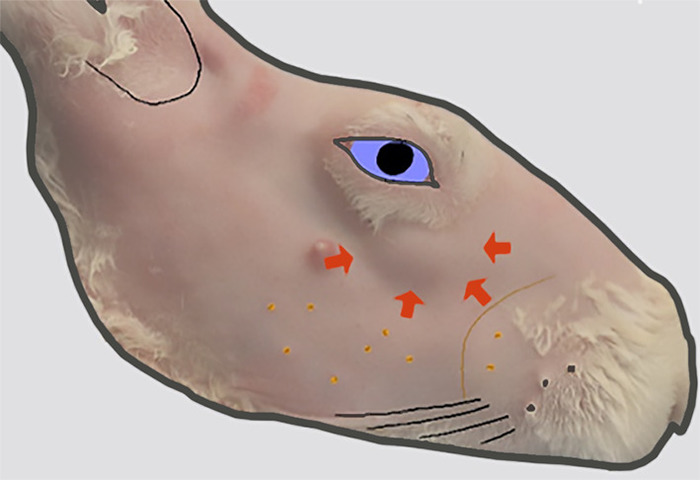 Modificazione genetica del topo; Diagramma che mostra le mutazioni mirate e le espressioni geniche.