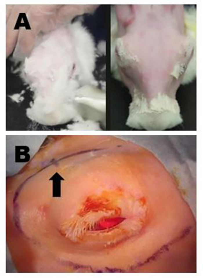 Processo di guarigione delle ferite su animali, configurazione sperimentale che mostra la preparazione della pelle e il sito di incisione.