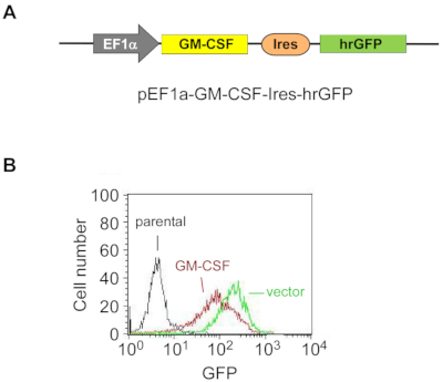 Isolation of Exosome-Enriched Extracellular Vesicles Carrying ...