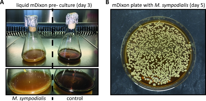 Malassezia sympodialis culture growth; liquid mDixon preculture vs control; agar plate colony results.