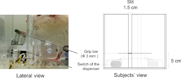 figure-results-4 Animal experiment setup for motor skills study; equipment includes grip bar and dispenser system.
