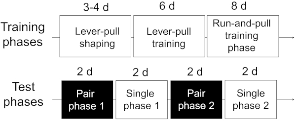 figure-results-5 Training and testing phases diagram; lever-pull shaping and pairing test; behavioral study.