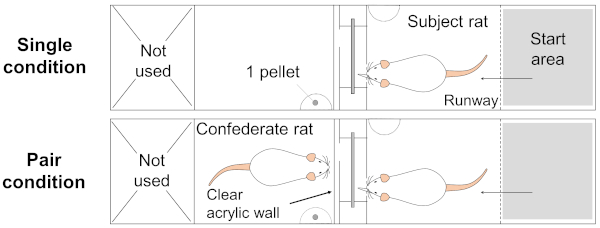 figure-results-6 Rat behavioral experiment diagram: single vs. pair conditions with maze and acrylic divider setup.