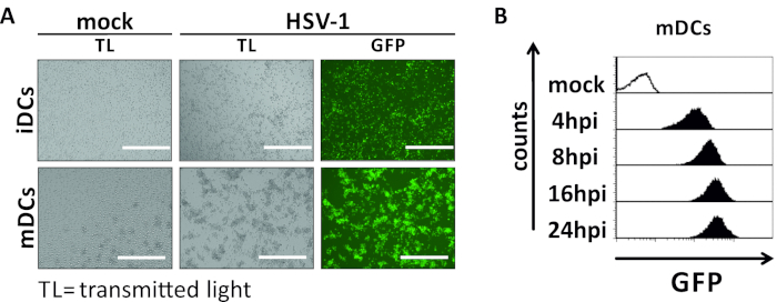 HSV-1 infection analysis; microscopy images, GFP fluorescence, mDCs, iDCs; flow cytometry graph.