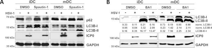 Western blot analysis showing protein expression in iDC and mDC for HSV-1 treatment and controls.