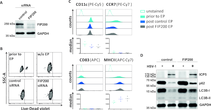 Western blot and flow cytometry of siRNA effects on FIP200, CD11c, CCR7, CD83, and MHCII expression.
