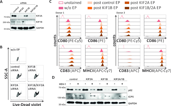 siRNA gene expression analysis; Western blot, flow cytometry; protein quantification, gene silencing effects.