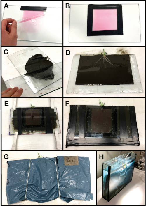 figure-results-2 Soil bio-manipulation experiment series. Panels A-H show sheet preparation and root growth stages.