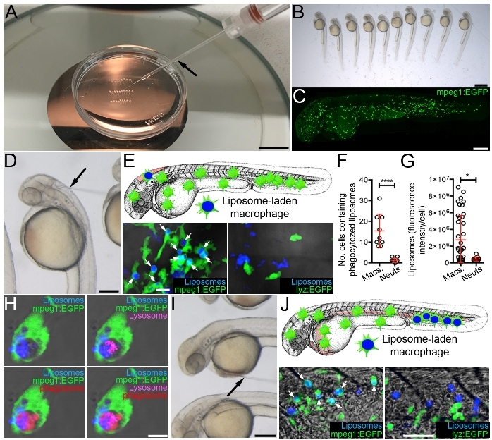 Targeting Drugs to Larval Zebrafish Macrophages by Injecting Drug ...