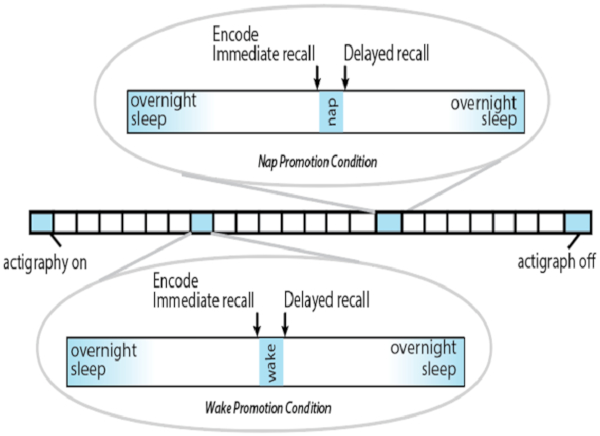 Sleep study diagram showing actigraphy, encoding, recall; compares nap vs wake promotion conditions.
