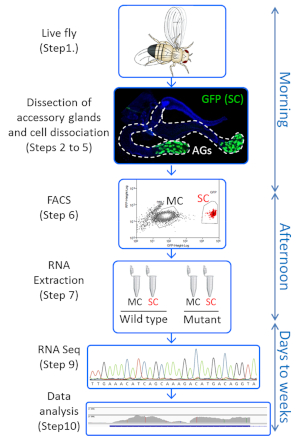 figure-results-1 Fly dissection process for RNA Seq; steps include cell dissociation, FACS, RNA extraction, data analysis.