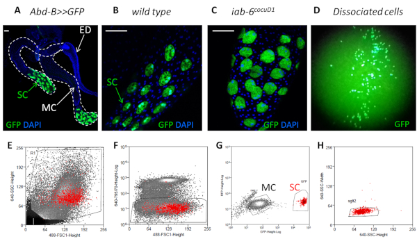 figure-results-2 GFP DAPI microscopy image of cell differentiation and flow cytometry plots; genetic expression analysis.