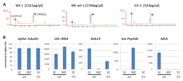 figure-results-3 Electropherogram and bar graph showing RNA analysis and gene expression levels, using electrophoresis.