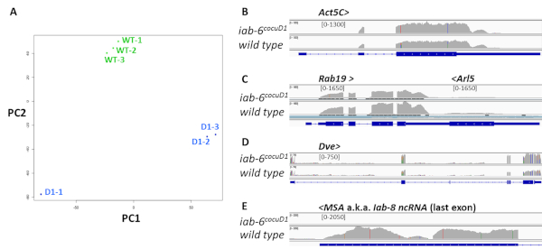 figure-results-4 Principal component analysis (PCA) chart A and gene expression diagrams B-E for wild type comparison.