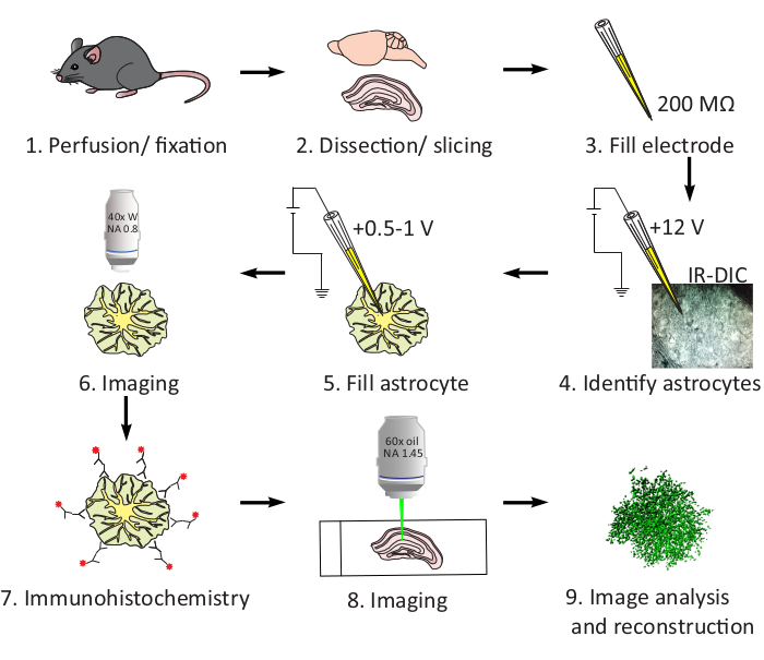 Astrocyte imaging workflow diagram: dissection, electrode filling, IR-DIC identification, analysis.