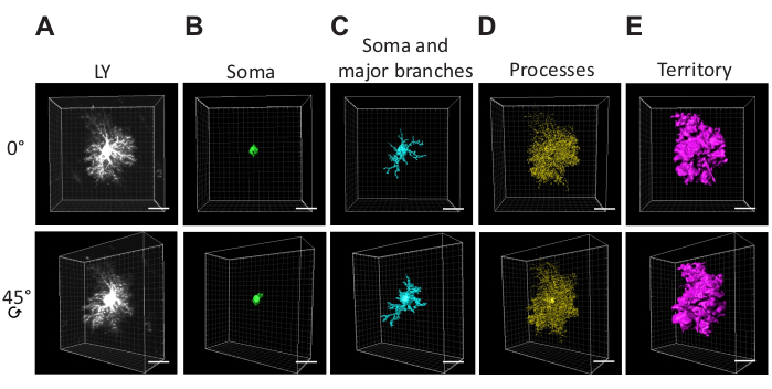 Neuron structure analysis diagram with soma, branches, and processes in 3D at various angles.