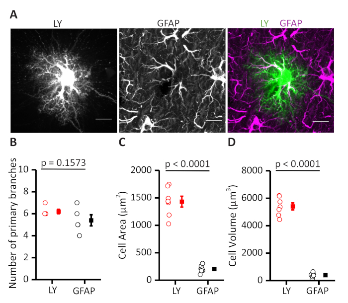 Confocal microscopy images compare LY and GFAP in astrocytes, with statistical graphs of cell metrics.