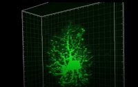 3D fluorescence microscopy of cell structure; optical imaging, protein visualization, grid graph.