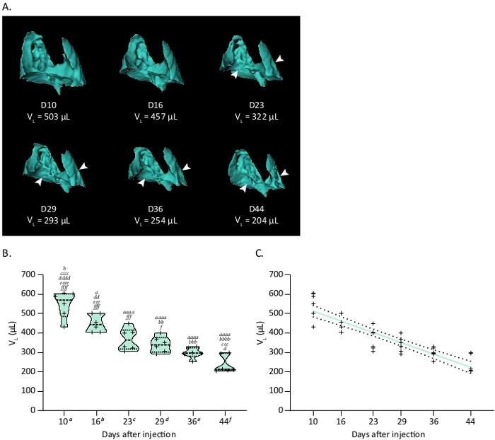 figure-results-2 3D volume change analysis in tumor progression; graphs depict volume data over time post-injection.