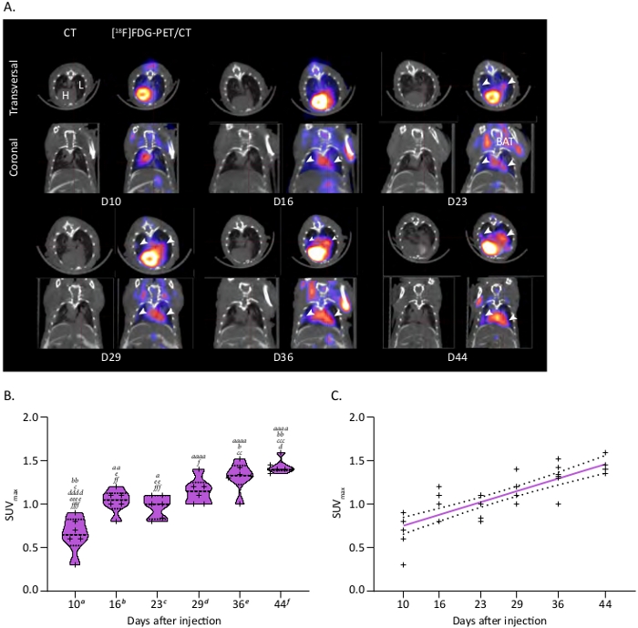 [F-18]FDG-PET/CT scans show SUV changes over time, with coronal and transversal images; SUVmax chart.
