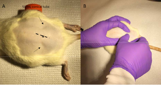 figure-results-2 Rodent surgical setup; image A shows skin markings, B shows gloved hands prepping for procedure.