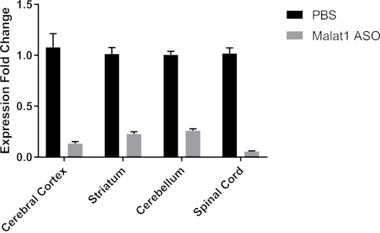 figure-results-3 Bar graph of gene expression fold change comparing PBS vs. Malat1 ASO across brain regions.