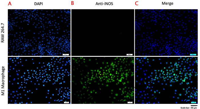 Video: Time-Lapse 2D Imaging of Phagocytic Activity in M1 Macrophage ...