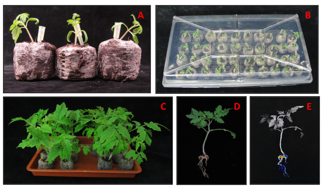 番茄幼苗生长阶段；从发芽到成熟植株的示意图；园艺实验。