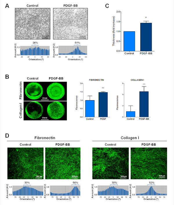 PDGF-BB impact on ECM alignment and thickness; microscopy images, fluorescence, orientation graphs.