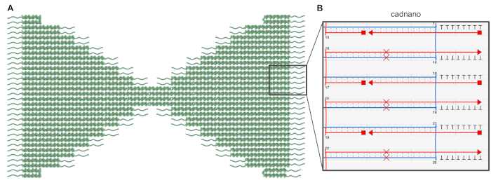 DNA nanostructure diagram with CAD design; sequence alignment and strand representation analysis.
