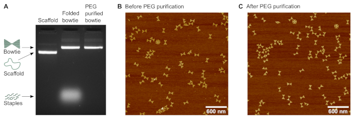 Static equilibrium and DNA purification; gel electrophoresis results and microscopy images of bowtie DNA.
