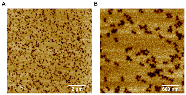 Atomic force microscopy images showing nanoscale surface topology analysis at 2μm and 600nm scales.
